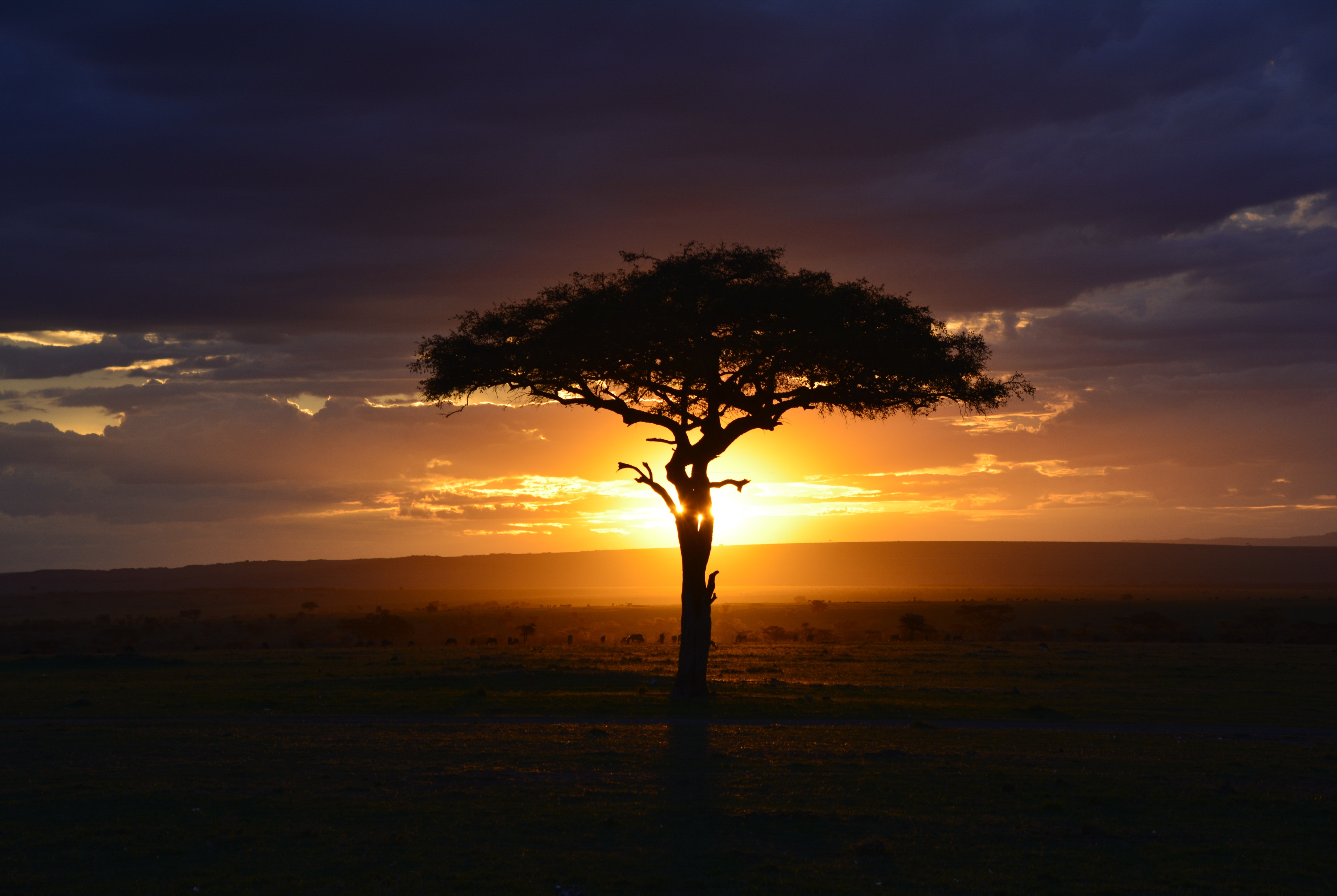 The Great Green Wall