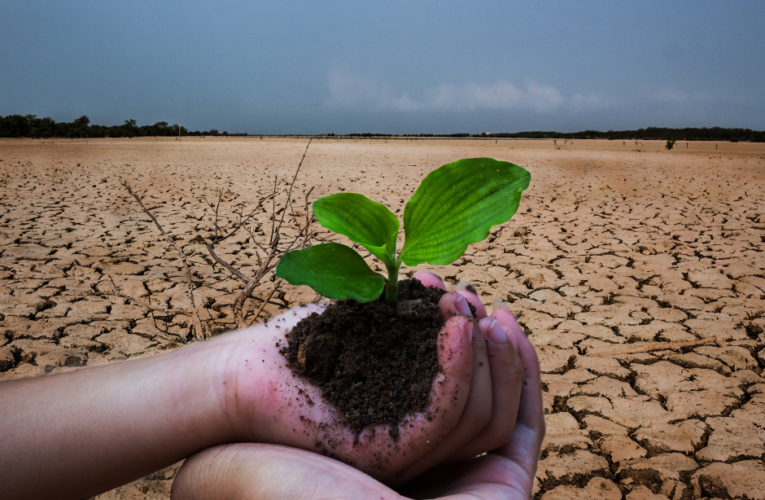 The Mixteca Region Reforestation in Mexico