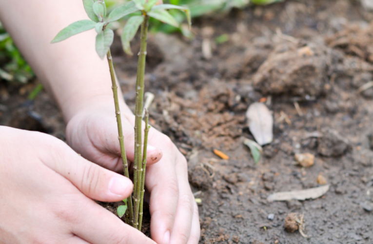 Gaviotas Reforestation Project in Colombia