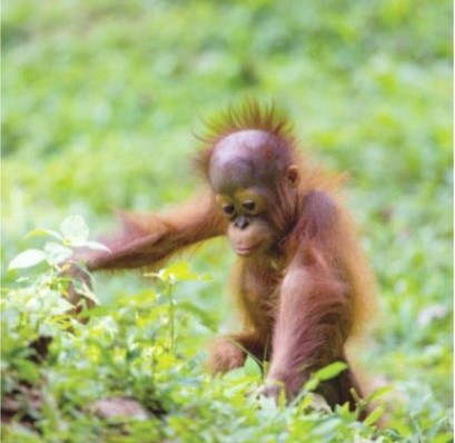 Sabah a Malaysian Success Story on Forest Restoration