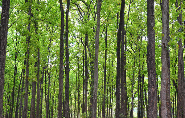 UNDERSTANDING YIELD IN SAL FOREST OF MADHYA PRADESH AND CHHATTISGARH