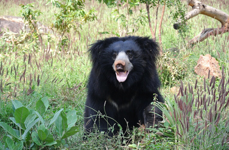REVIEW REPORT OF: “ECOLOGICAL AND BEHAVIOURIAL DRIVERS OF HUMAN-SLOTH BEAR COEXISTENCE IN AND AROUND JESSORE WILDLIFE SANCTUARY, GUJARAT”