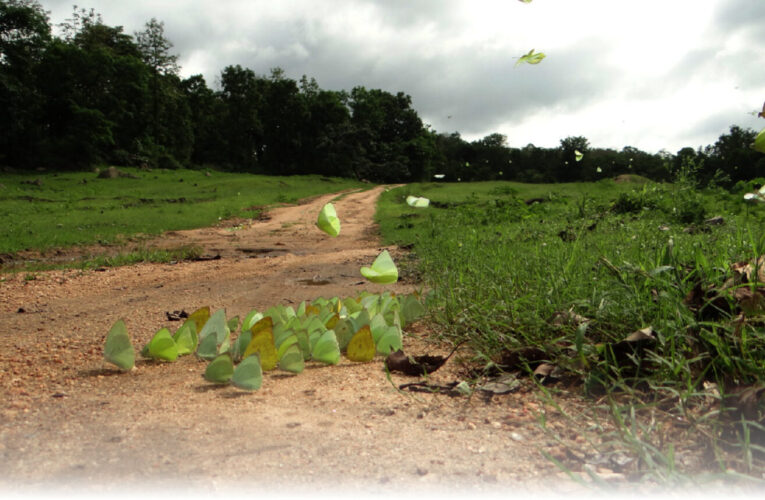 पर्यावरण, संरक्षण में महिलाओं को योगदान
