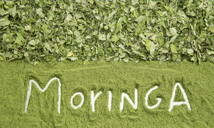 MORINGA: THE MIRACLE TREE