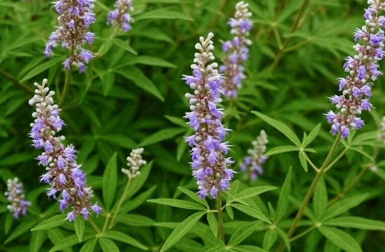 EXTRACTION OF ESSENTIAL OIL FROM VITEX NEGUNDO