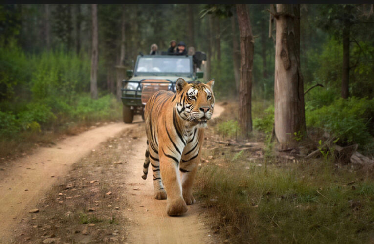 TIGERS AT RATAPANI WILDLIFE SANCTUARY: A Wild Heart Beats Just Outside Bhopal