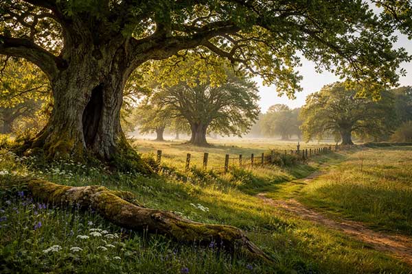 Ancient Tree Guide for Trees and Farming